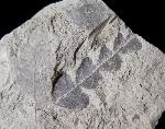 Comptonia acutiloba BRONGNIART 1828 - Bild © FossNet FossilienStore